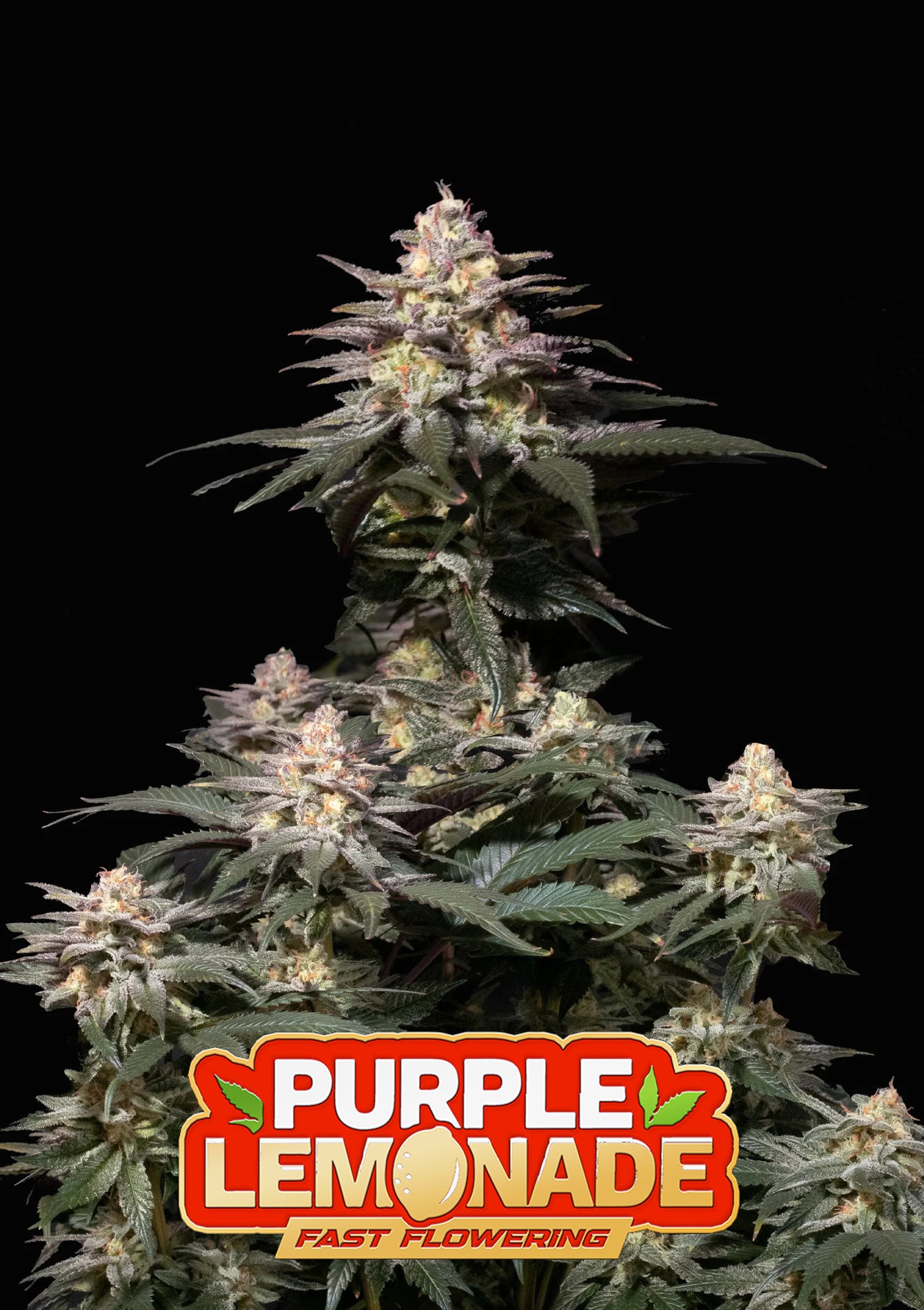 Purple Lemonade FF