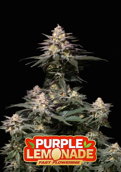 Purple Lemonade FF
