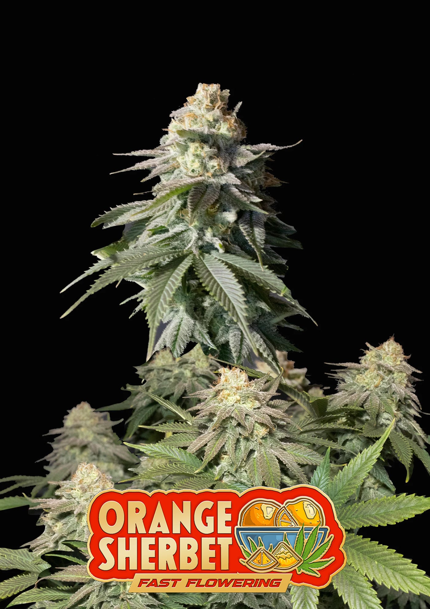 Orange Sherbet FF
