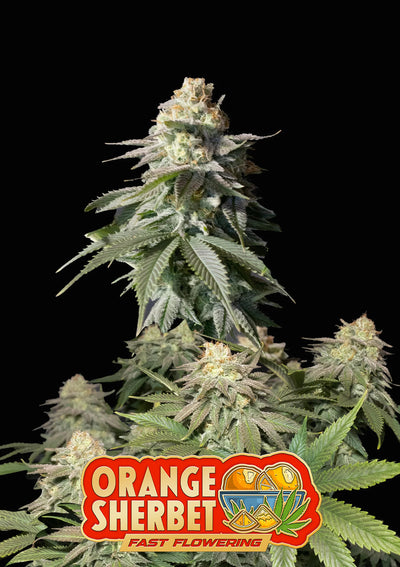 Orange Sherbet FF