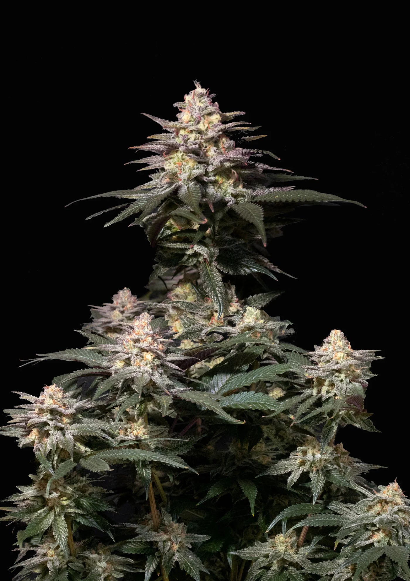 Purple Lemonade FF