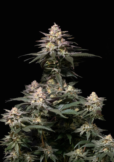Purple Lemonade FF