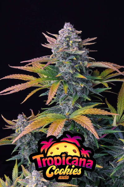 Tropicana Cookies Auto