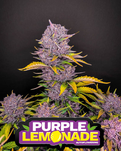 Purple Lemonade