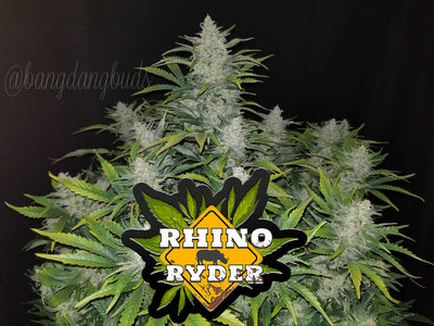 Rhino Ryder
