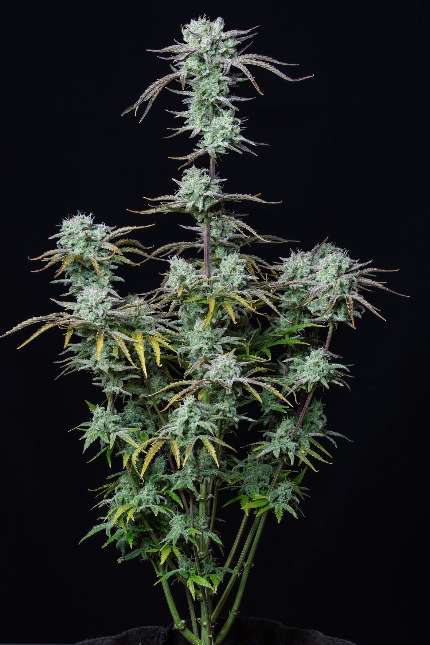 Strawberry Banana
