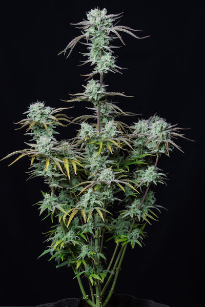 Strawberry Banana