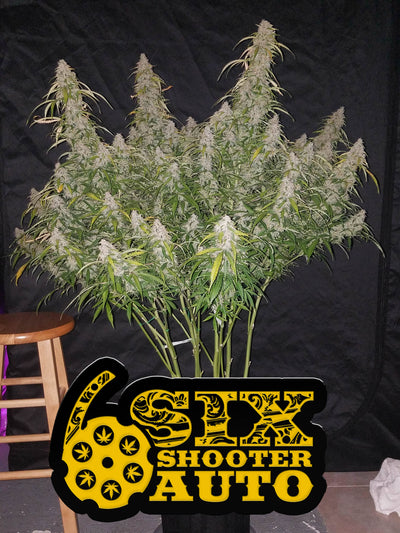 Six Shooter