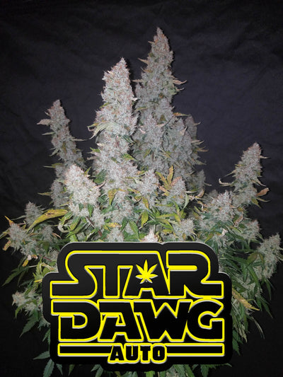 Stardawg