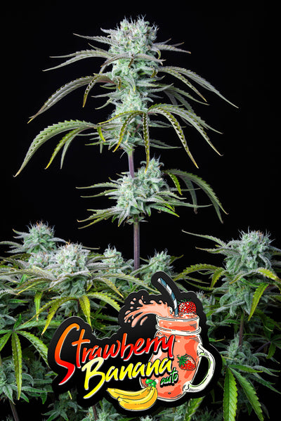 Strawberry Banana