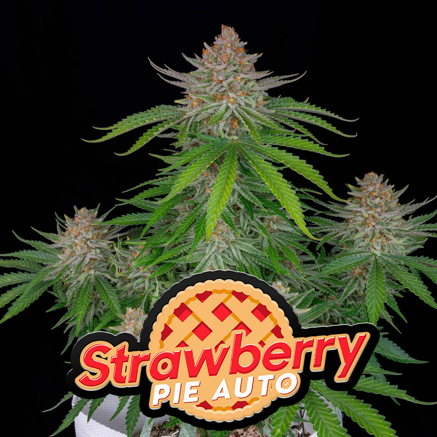 Strawberry Pie