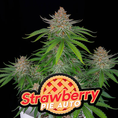 Strawberry Pie