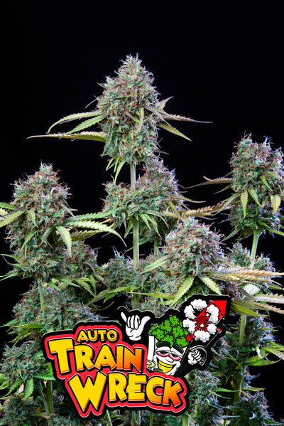 Trainwreck Auto