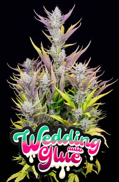 Wedding Glue