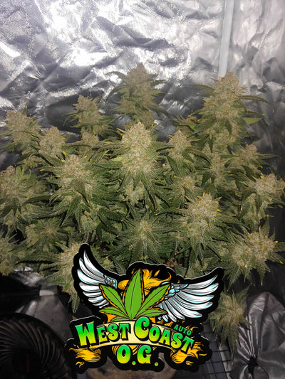 West Coast OG