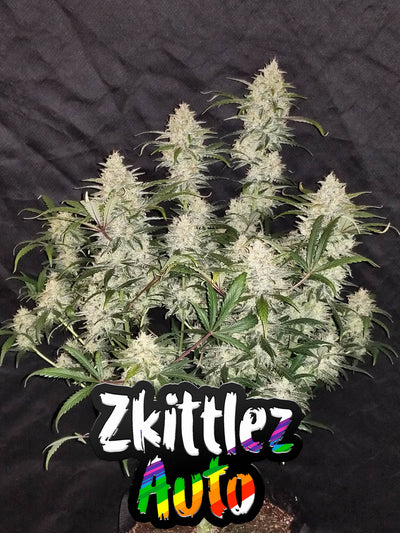 Zkittlez