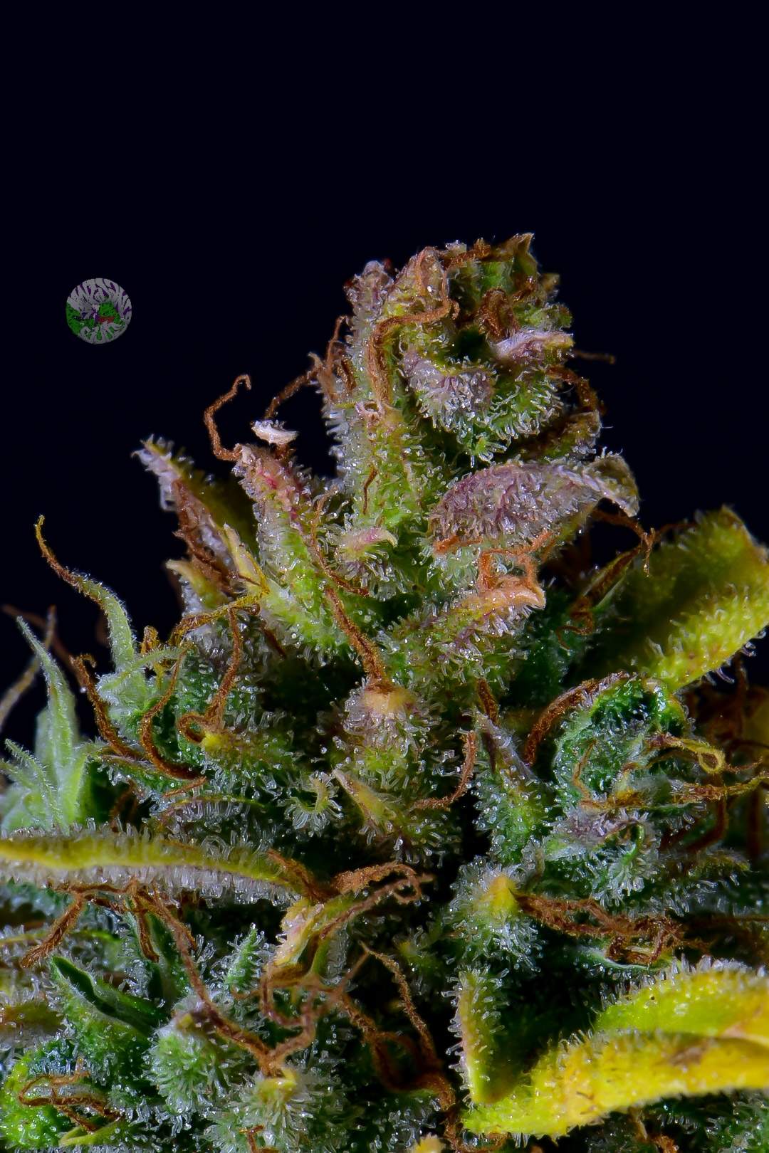CBD 20:1