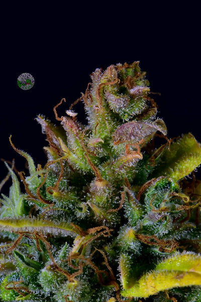 CBD 20:1