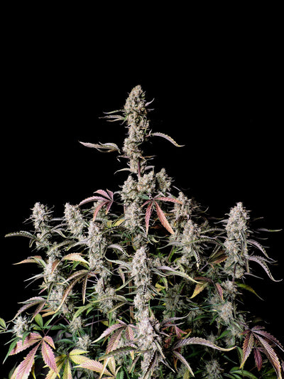 Gorilla Zkittlez