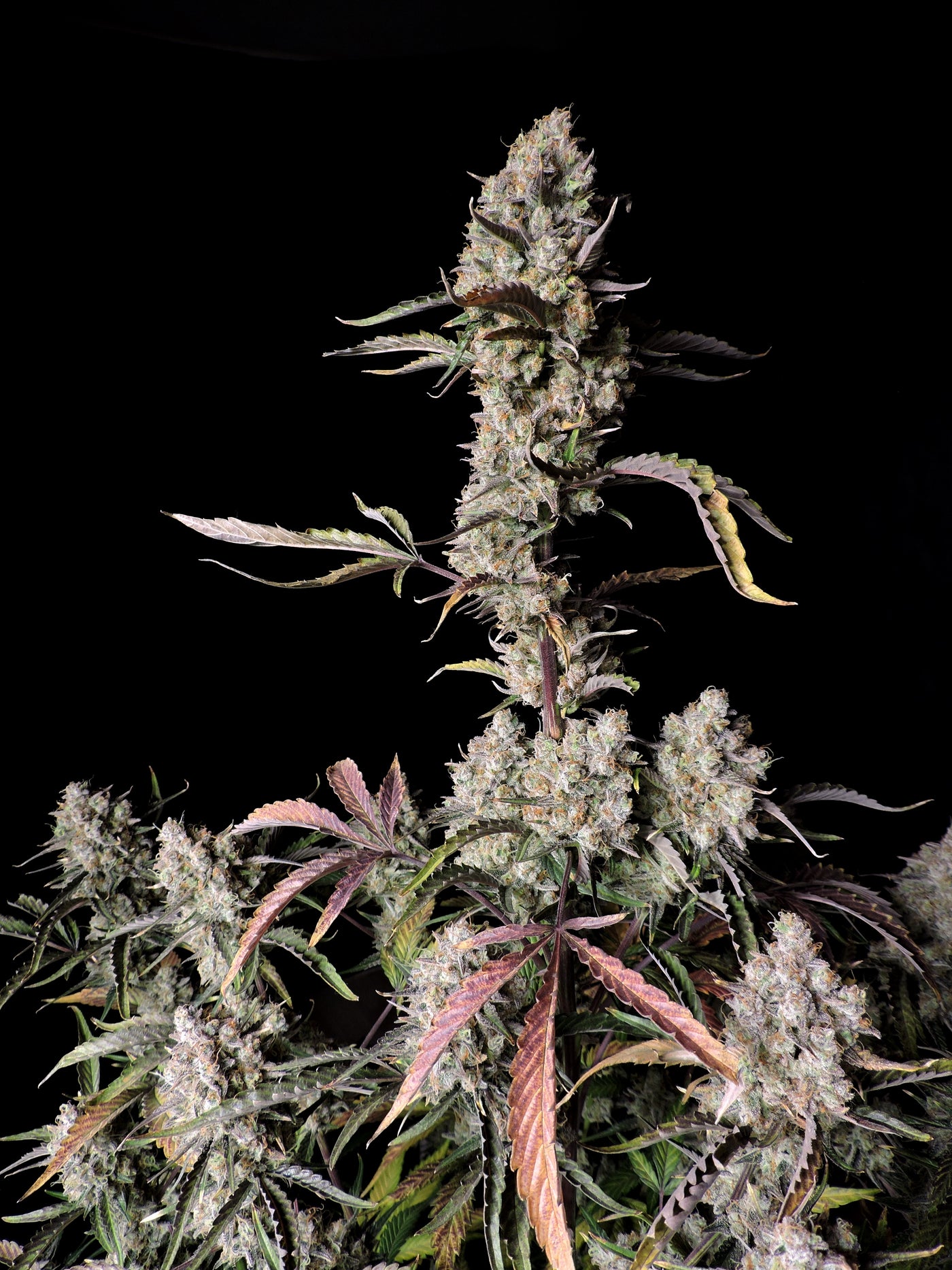 Gorilla Zkittlez