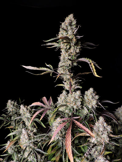 Gorilla Zkittlez