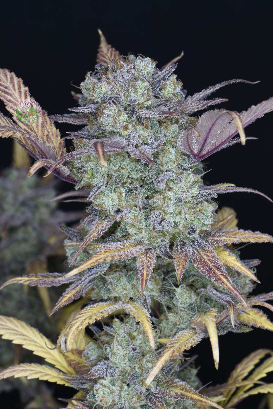 Gelato