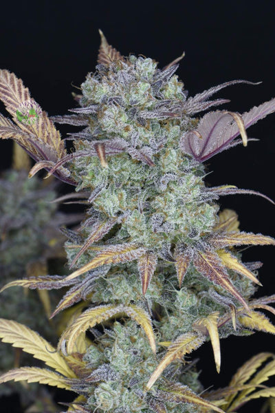 Gelato