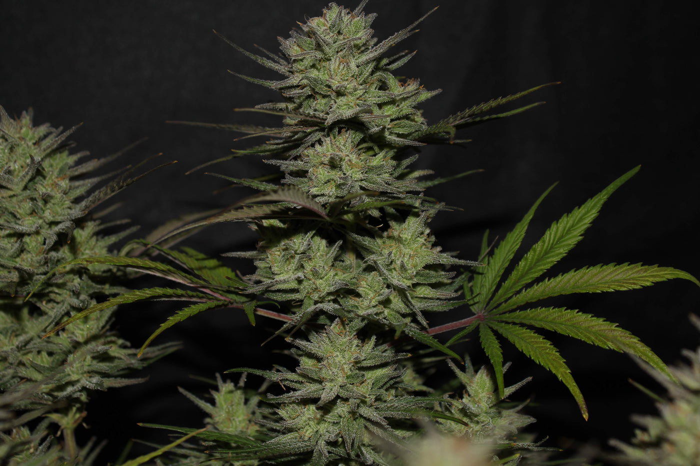 Northern Lights Auto