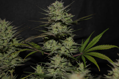 Northern Lights Auto