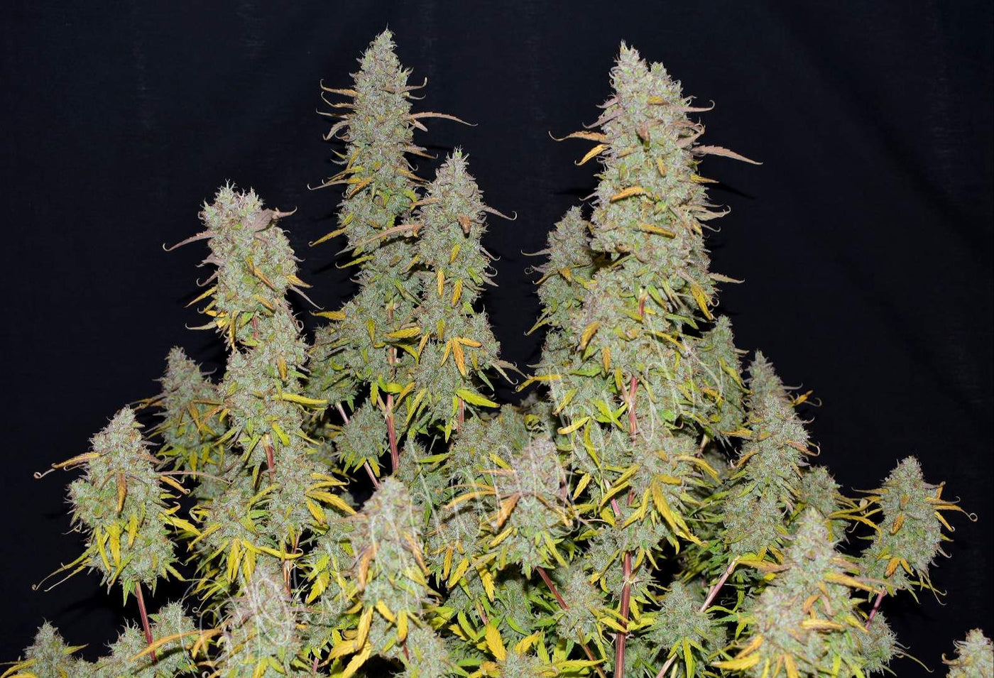 Green Crack