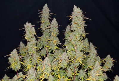 Green Crack