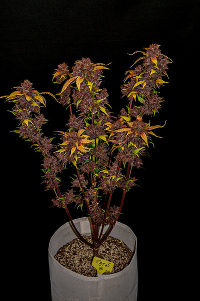 Purple Lemonade