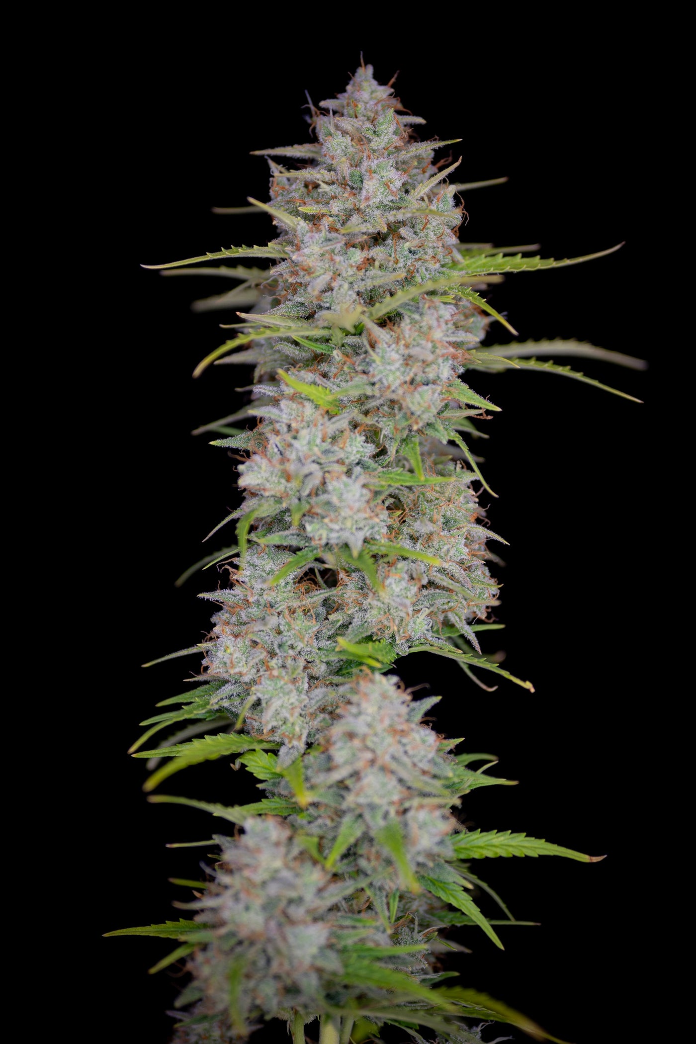 Orange sherbet