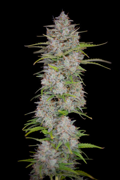 Orange sherbet