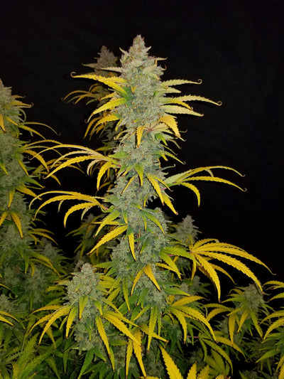 Blue Dream Matic