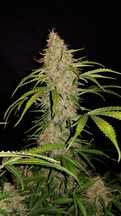 Jack Herer Auto
