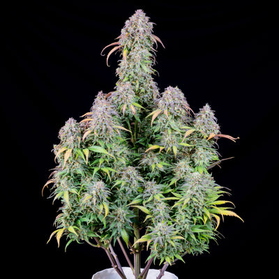 Blueberry Auto