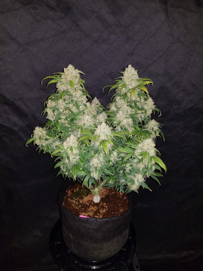 Zkittlez