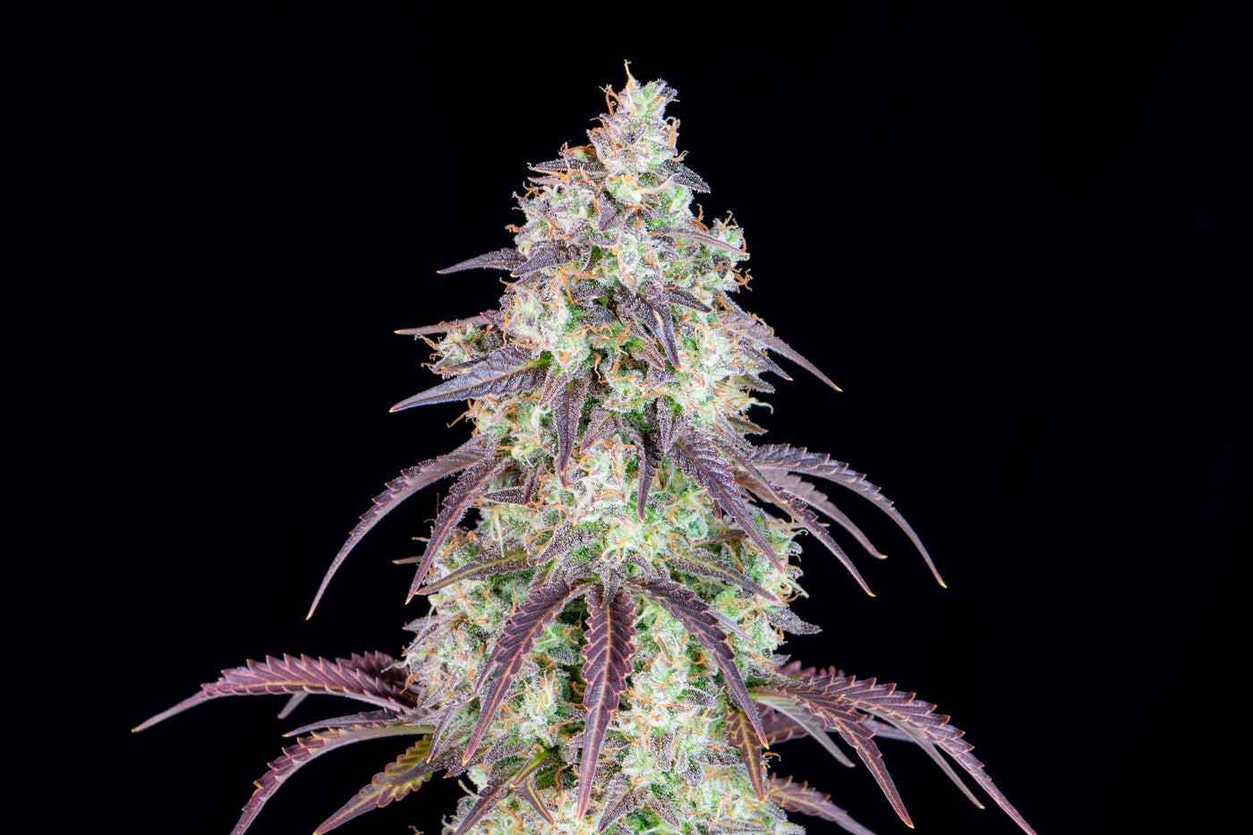 Lemon Pie