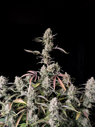Gorilla Zkittlez