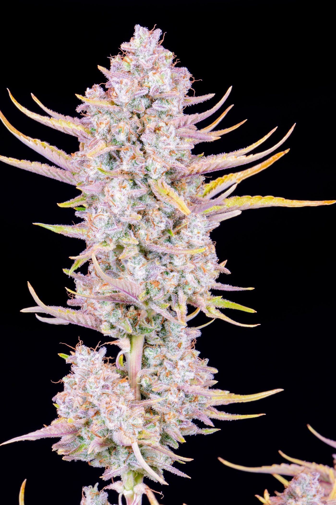 Purple Punch