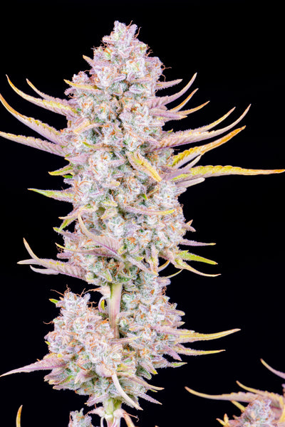 Purple Punch