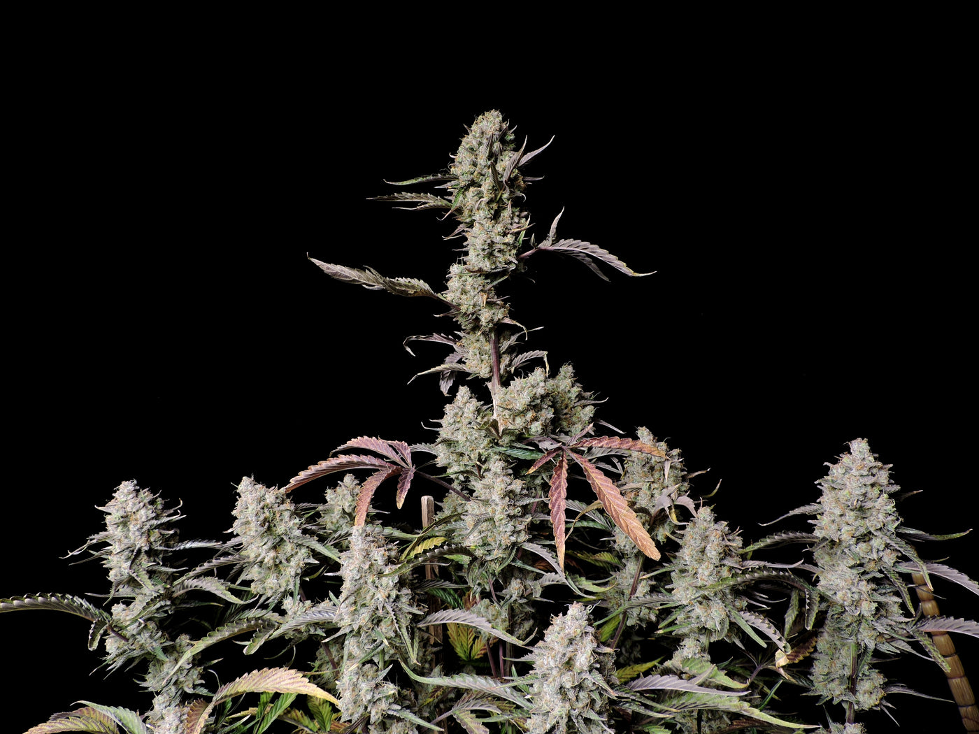 Gorilla Zkittlez