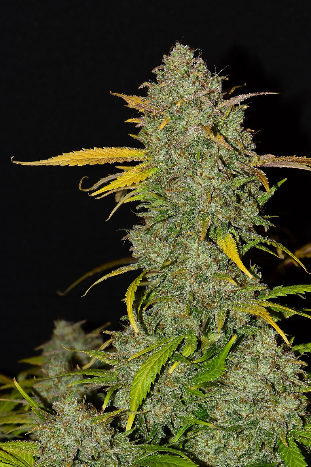 Gelato