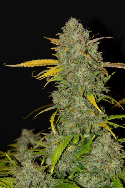 Gelato