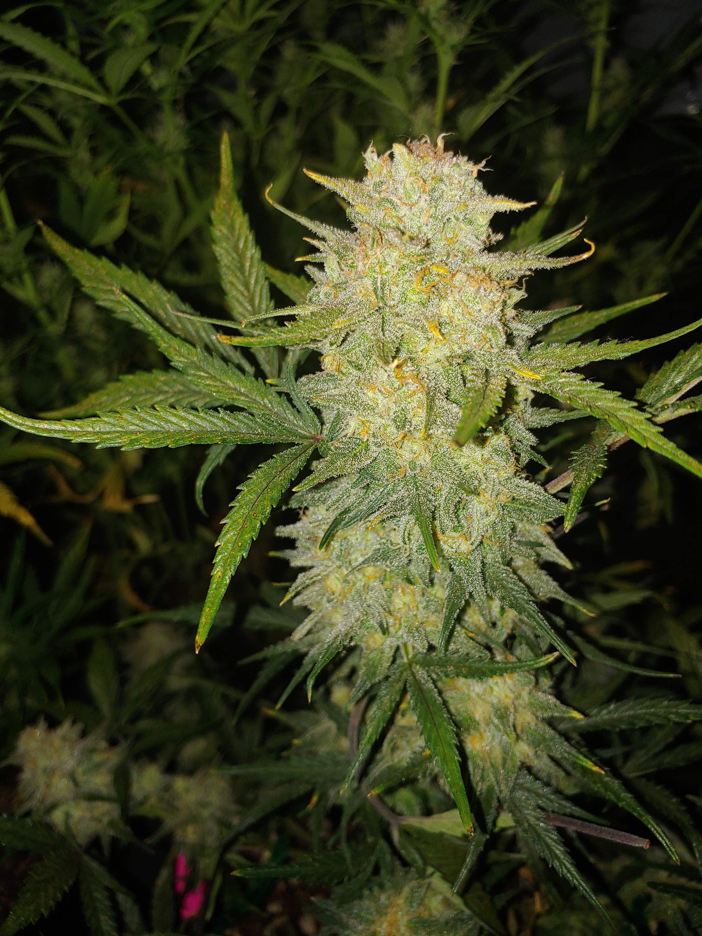 Critical Autoi