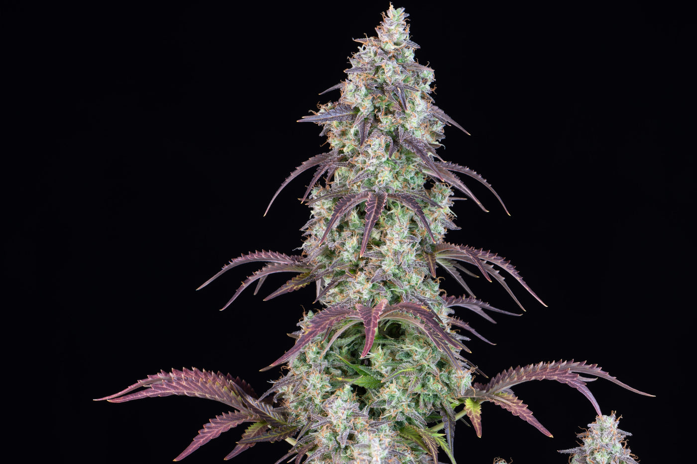 Lemon Pie
