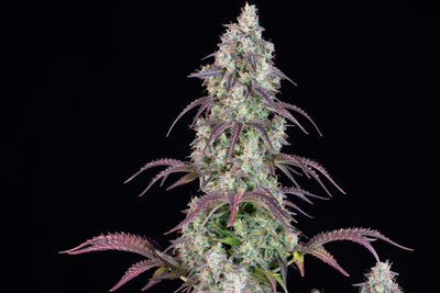Lemon Pie