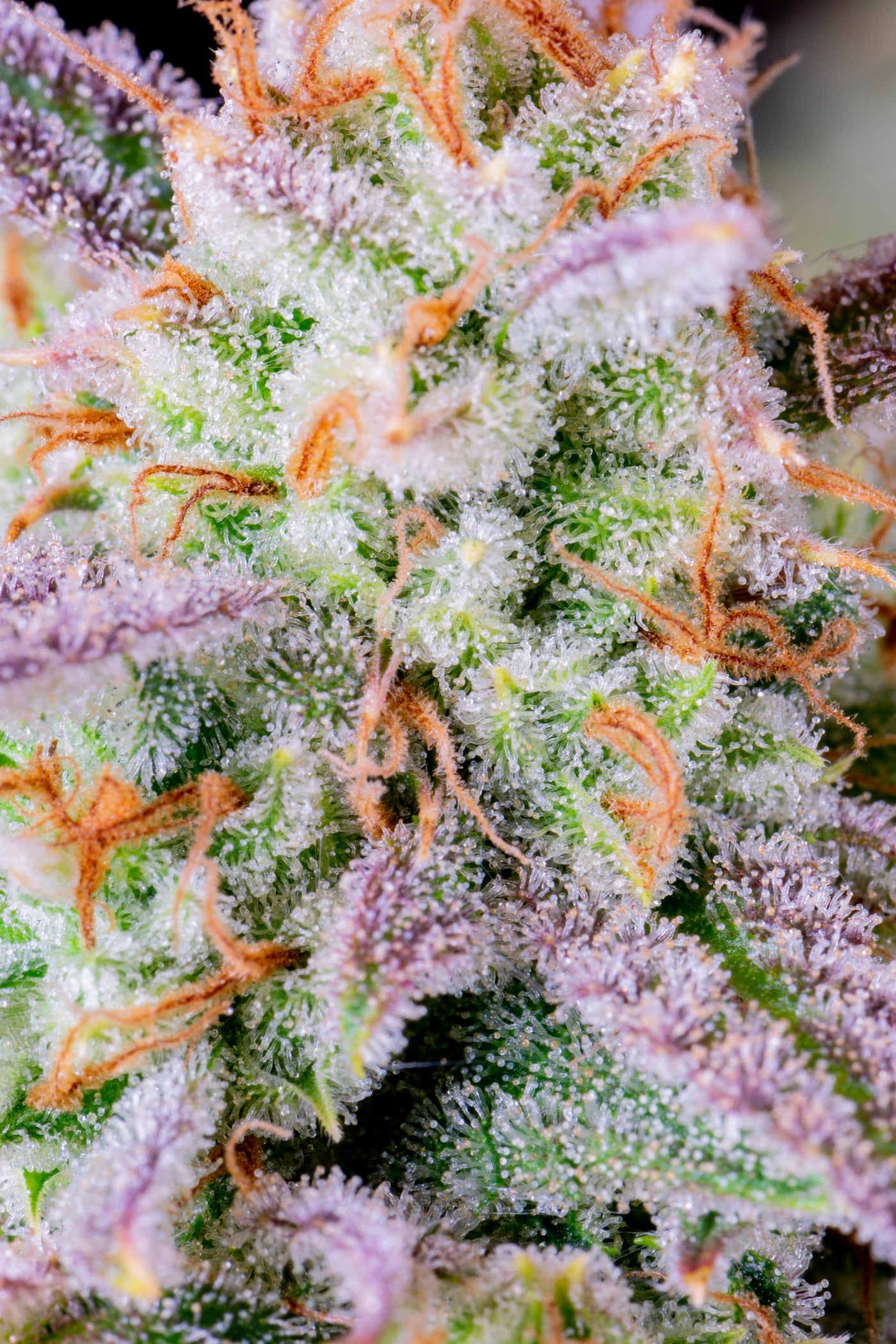 Afghan Kush Auto