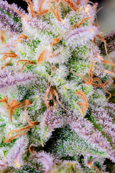 Afghan Kush Auto